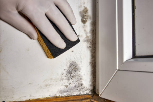 Best Mold Remediation for Healthcare Facilities  in Berlin, OH